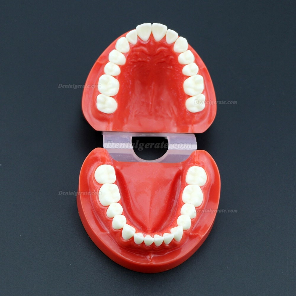 Dental Unterrichten Sie das Studium Erwachsene Standard Typodont Demonstrationsz&auml;hne Modell 7004 Rot